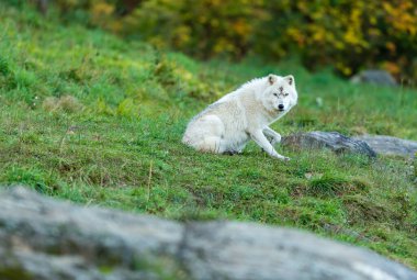 Doğadaki güzel beyaz kurdun yakın plan çekimi.