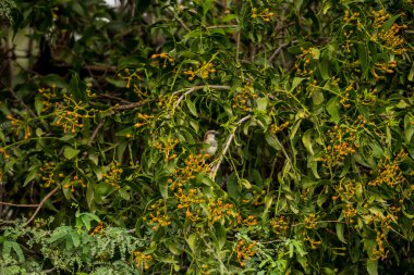 Dallara tüneyen güzel vahşi kuşun yakın çekimi