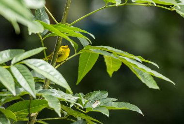 Dallara tüneyen güzel vahşi kuşun yakın çekimi