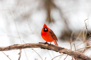Kuzey Amerika kuşunun (Kardinal) ağaç dalına tünediği yakın çekim