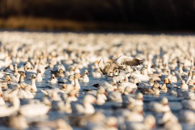 Doğal ortamdaki büyük beyaz kaz sürüsü.