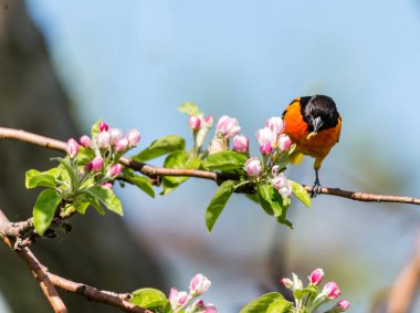Dallara tüneyen güzel vahşi kuşun yakın çekimi