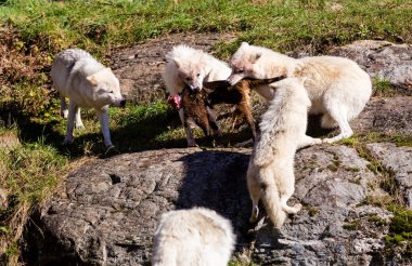 Bir grup vahşi kurt orman çayırında avlarını paylaşıyor.