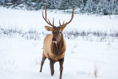 Ormandaki güzel geyik manzarası