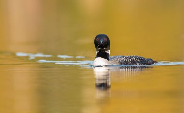 Gölde güzel bir yaban ördeği resmi.