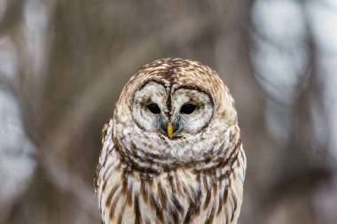 Doğal ortamdaki güzel baykuşun yakın plan çekimi.