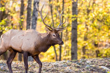 Güz ormanında güzel bir geyiğin yakın plan çekimi.