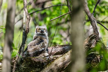 Doğal ortamdaki güzel baykuşun yakın plan çekimi.