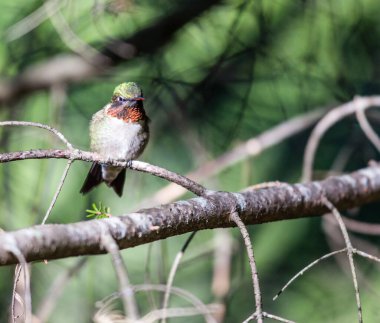 Dallara tüneyen güzel vahşi kuşun yakın çekimi
