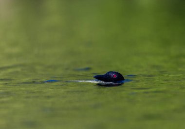 Gölde güzel bir yaban ördeği resmi.