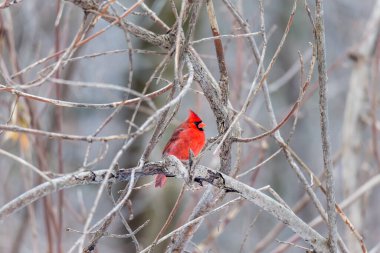 Dallara tüneyen güzel vahşi kuşun yakın çekimi