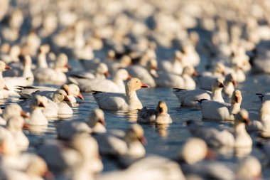 Doğal ortamdaki büyük beyaz kaz sürüsü.