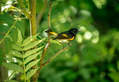 Dallara tüneyen güzel vahşi kuşun yakın çekimi