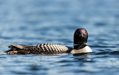 Gölde güzel bir yaban ördeği resmi.