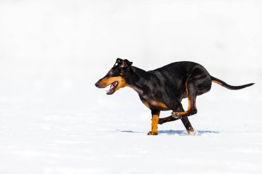 tapılası genç Doberman köpeği karda oynuyor