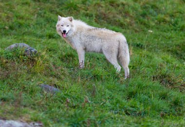 Doğadaki güzel beyaz kurdun yakın plan çekimi.