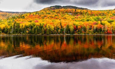 arka plan için manzaralı sonbahar ormanı manzarası
