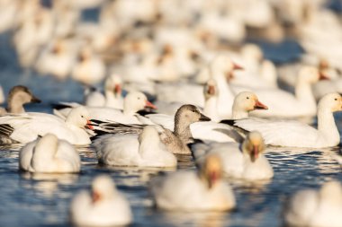 Doğal ortamdaki büyük beyaz kaz sürüsü.