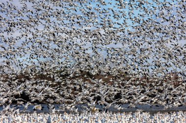 Doğal ortamdaki büyük beyaz kaz sürüsü.