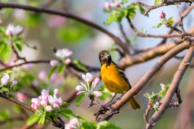 Dallara tüneyen güzel vahşi kuşun yakın çekimi