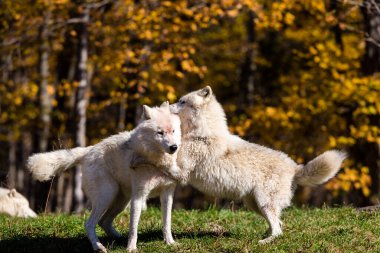Orman çayırında bir grup vahşi kurt.