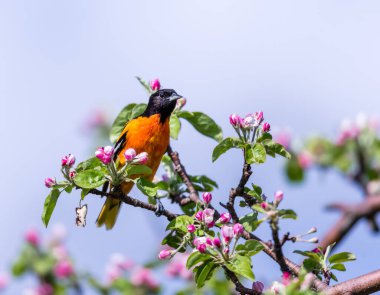 Dallara tüneyen güzel vahşi kuşun yakın çekimi