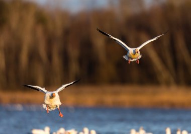 Doğal ortamdaki büyük beyaz kaz sürüsü.