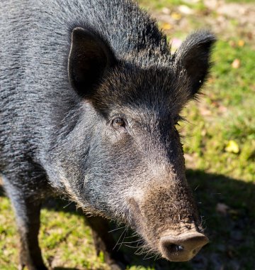 close-up shot of wild boar in natural habitat