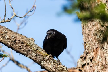 Dallara tüneyen güzel vahşi kuşun yakın çekimi