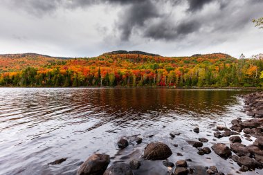 arka plan için manzaralı sonbahar ormanı manzarası