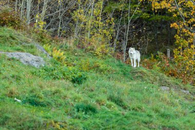 Doğadaki güzel beyaz kurdun yakın plan çekimi.
