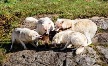 Bir grup vahşi kurt orman çayırında avlarını paylaşıyor.