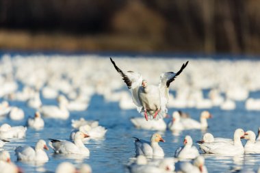 Doğal ortamdaki büyük beyaz kaz sürüsü.