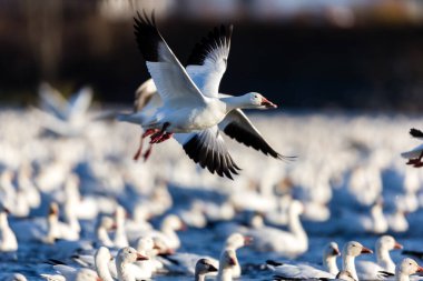 Doğal ortamdaki büyük beyaz kaz sürüsü.