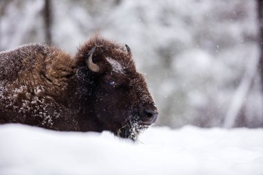 Vahşi bizonların kış ormanlarındaki manzaralı görüntüleri.