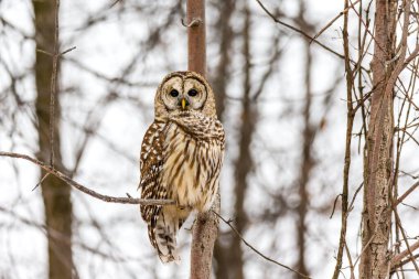 Doğal ortamdaki güzel baykuşun yakın plan çekimi.