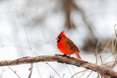 Kuzey Amerika kuşunun (Kardinal) ağaç dalına tünediği yakın çekim