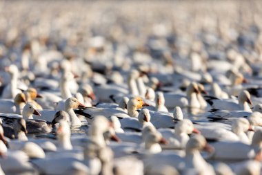 Doğal ortamdaki büyük beyaz kaz sürüsü.