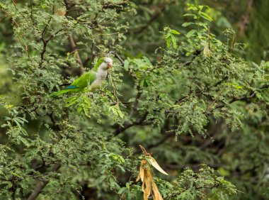 Ağaçtaki güzel yeşil papağanı yakından çek.