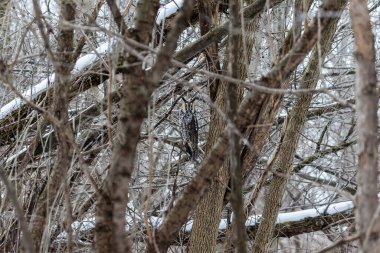 Doğal ortamdaki güzel baykuşun yakın plan çekimi.