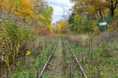 Güzel sonbahar ormanlarının manzarası