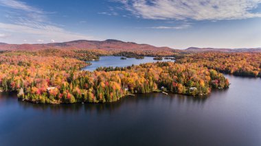Güzel sonbahar ormanlarının manzarası