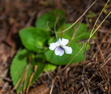 Çayırdaki güzel kır çiçeklerinin yakın plan çekimi.