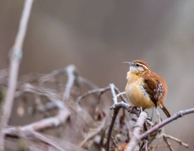 Dallara tüneyen güzel vahşi kuşun yakın çekimi