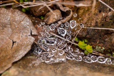 Ormandaki örümcek ağına düşen güzel çiğ damlalarının yakın plan çekimi.