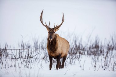 Ormandaki güzel geyik manzarası
