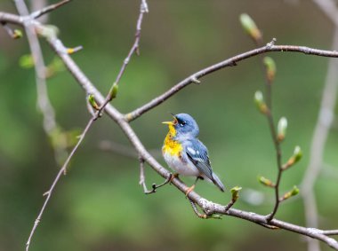 Dallara tüneyen güzel vahşi kuşun yakın çekimi