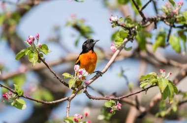 Dallara tüneyen güzel vahşi kuşun yakın çekimi