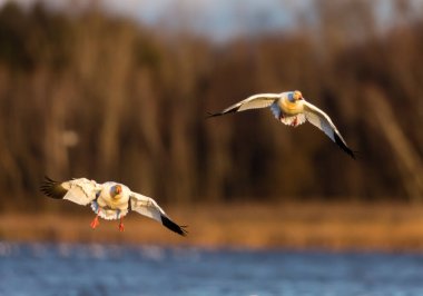 Doğal ortamdaki büyük beyaz kaz sürüsü.