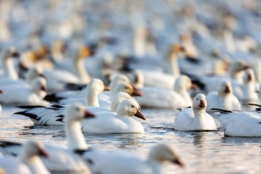 Doğal ortamdaki büyük beyaz kaz sürüsü.